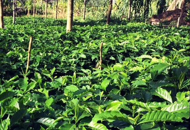Coffee Seedling Distribution